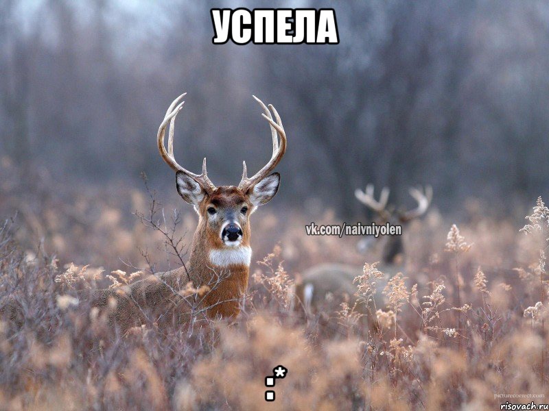 успела :*, Мем   Наивный олень