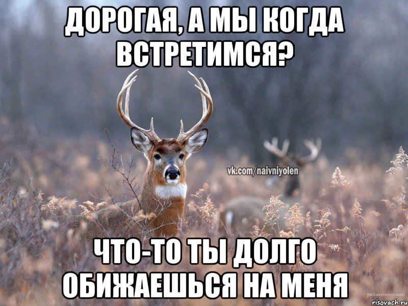 Дорогая, а мы когда встретимся? Что-то ты долго обижаешься на меня, Мем   Наивный олень