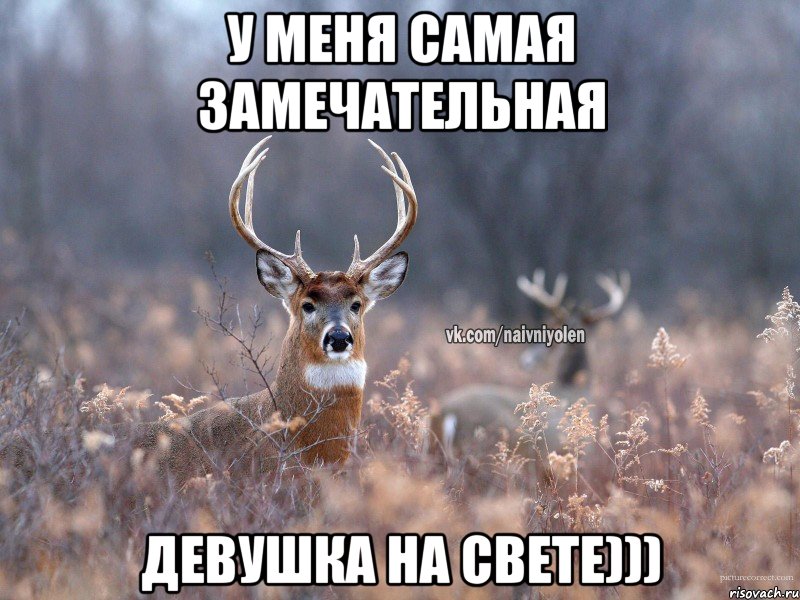 У меня самая замечательная девушка на свете))), Мем   Наивный олень