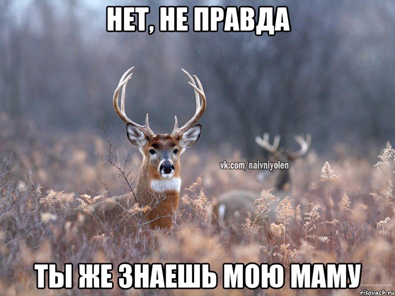 Нет, не правда ты же знаешь мою маму, Мем   Наивный олень