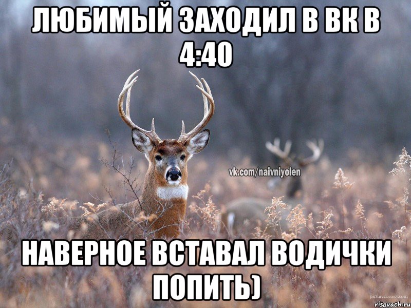 Любимый заходил в ВК в 4:40 наверное вставал водички попить), Мем   Наивный олень