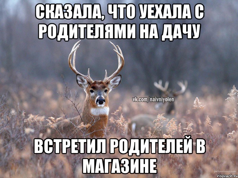 Сказала, что уехала с родителями на дачу Встретил родителей в магазине, Мем   Наивный олень