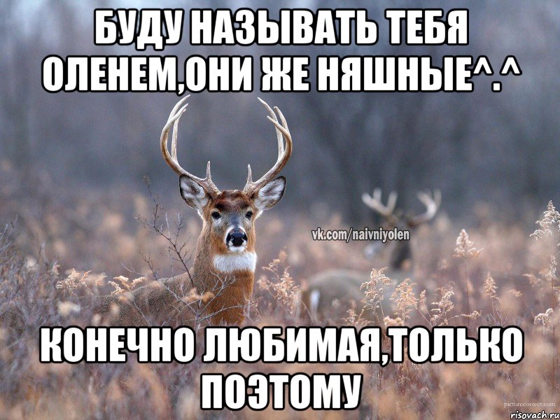 буду называть тебя оленем,они же няшные^.^ конечно любимая,только поэтому, Мем   Наивный олень