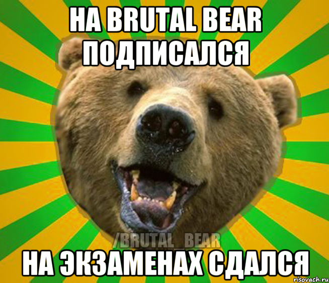 НА BRUTAL BEAR ПОДПИСАЛСЯ НА ЭКЗАМЕНАХ СДАЛСЯ, Мем Нелепый медведь