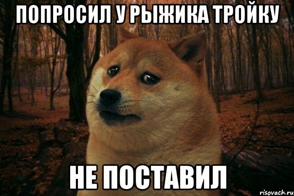 Попросил у Рыжика тройку не поставил, Мем SAD DOGE