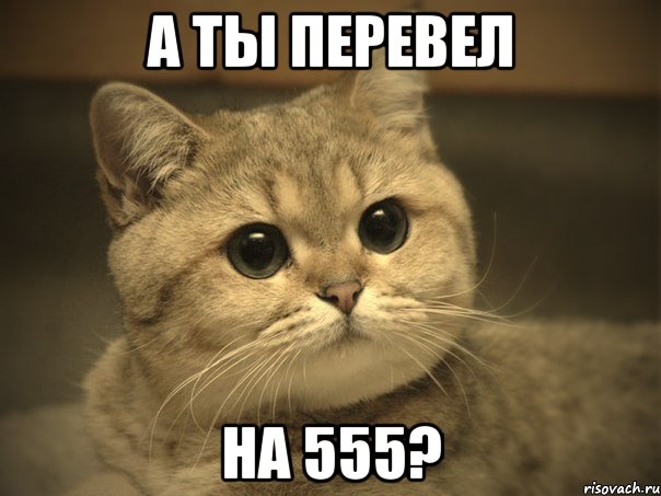 А ты перевел на 555?, Мем Пидрила ебаная котик