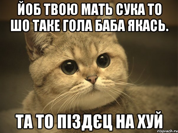 Йоб твою мать сука то шо таке гола баба якась. та то піздєц на хуй, Мем Пидрила ебаная котик