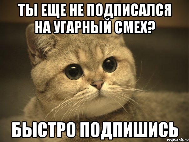 Ты еще не Подписался на Угарный смех? Быстро подпишись, Мем Пидрила ебаная котик