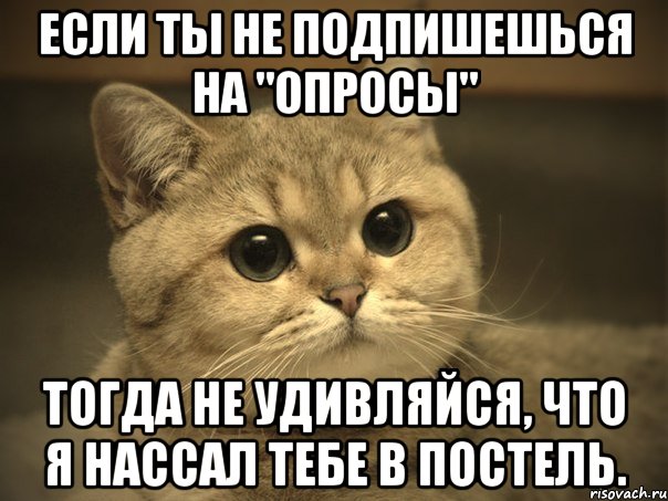 Если ты не подпишешься на "Опросы" Тогда не удивляйся, что я нассал тебе в постель., Мем Пидрила ебаная котик