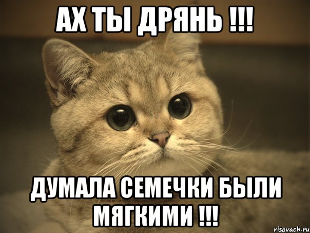 Ах ты дрянь !!! думала семечки были мягкими !!!, Мем Пидрила ебаная котик