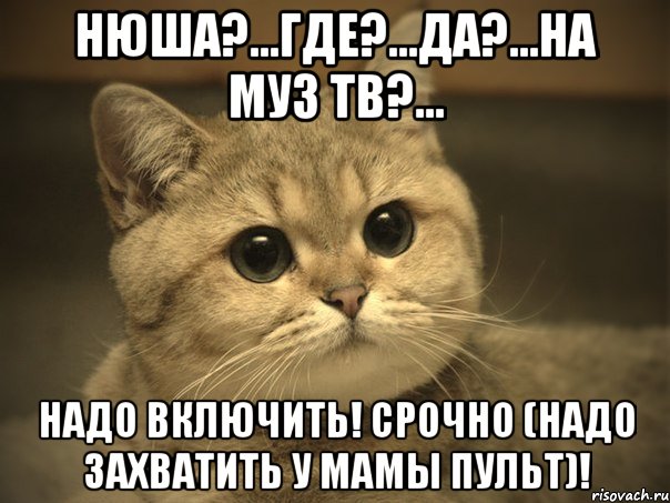 Нюша?...Где?...Да?...На МУЗ ТВ?... Надо включить! Срочно (надо захватить у мамы пульт)!, Мем Пидрила ебаная котик