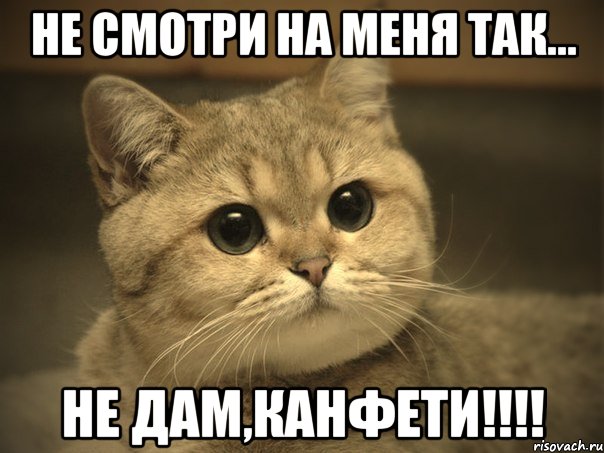 Не смотри на меня так... Не дам,канфети!!!!, Мем Пидрила ебаная котик