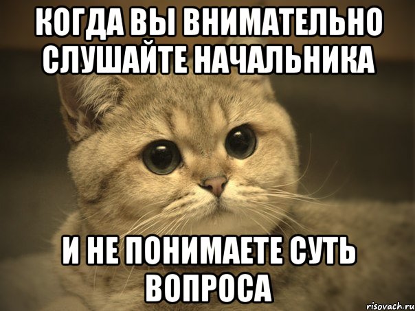 когда вы внимательно слушайте начальника и не понимаете суть вопроса, Мем Пидрила ебаная котик