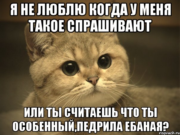 я не люблю когда у меня такое спрашивают или ты считаешь что ты особенный,педрила ебаная?, Мем Пидрила ебаная котик