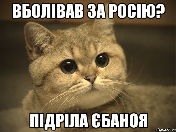 Вболівав за росію? Підріла єбаноя, Мем Пидрила ебаная котик