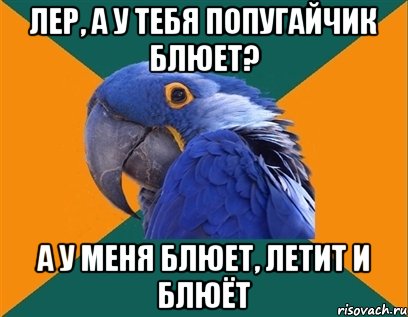 Лер, а у тебя попугайчик блюет? А у меня блюет, летит и блюёт, Мем Попугай параноик