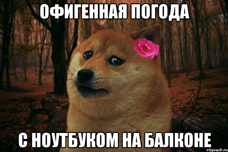 Офигенная погода С ноутбуком на балконе, Мем  SAD DOGE GIRL