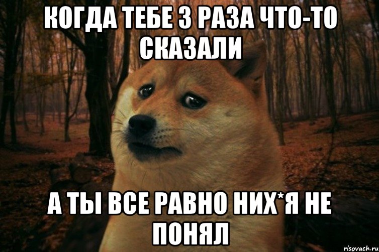 Когда тебе 3 раза что-то сказали а ты все равно них*я не понял, Мем SAD DOGE