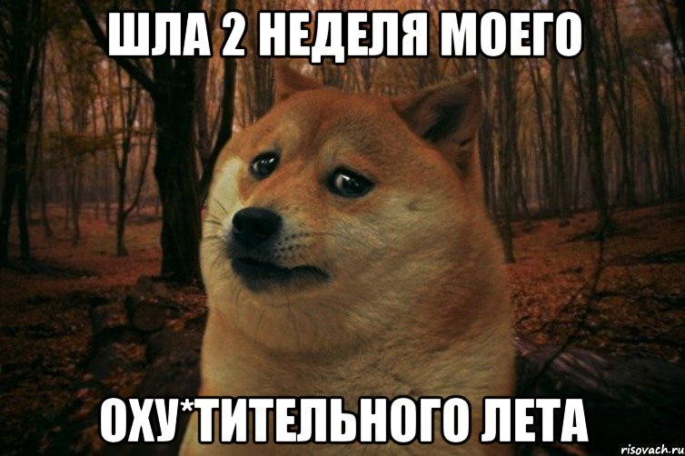 Шла 2 неделя моего оху*тительного лета, Мем SAD DOGE