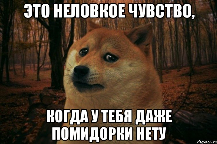 Это неловкое чувство, когда у тебя даже помидорки нету, Мем SAD DOGE