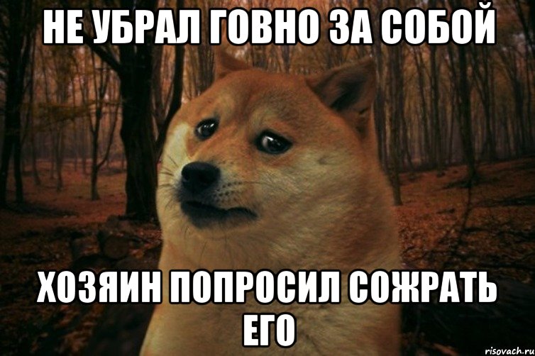 НЕ УБРАЛ ГОВНО ЗА СОБОЙ ХОЗЯИН ПОПРОСИЛ СОЖРАТЬ ЕГО, Мем SAD DOGE