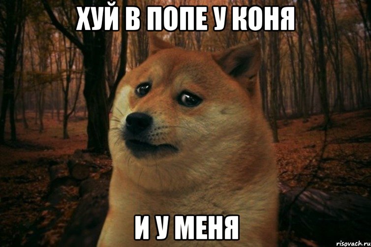 хуй в попе у коня и у меня, Мем SAD DOGE