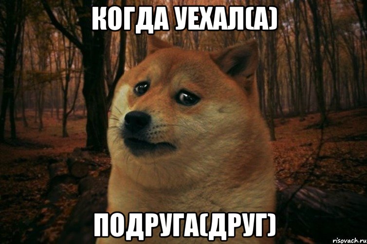 Когда уехал(а) подруга(друг), Мем SAD DOGE