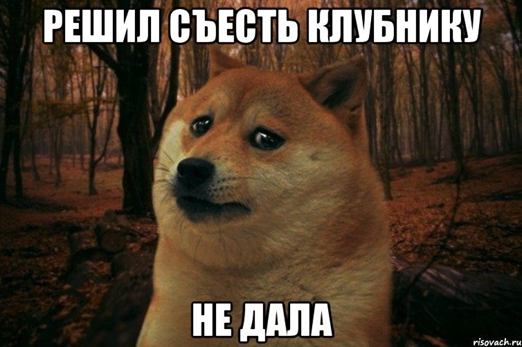 Решил съесть клубнику не дала, Мем SAD DOGE