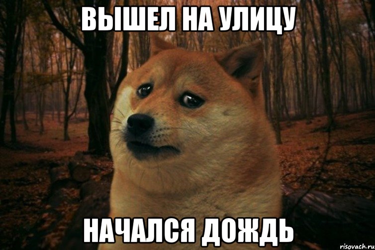 Вышел на улицу начался дождь, Мем SAD DOGE