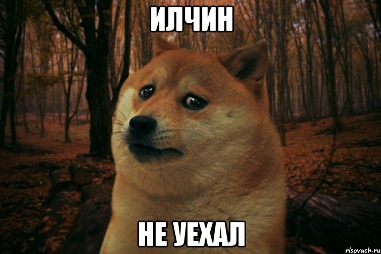 илчин не уехал, Мем SAD DOGE