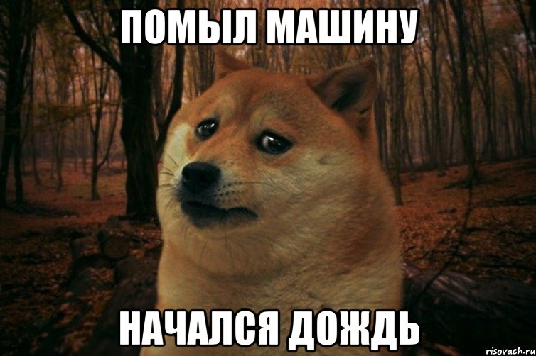 Помыл машину начался дождь, Мем SAD DOGE