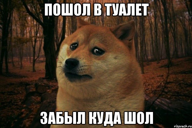 пошол в туалет забыл куда шол, Мем SAD DOGE