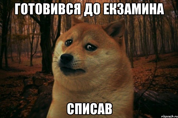 готовився до екзамина списав, Мем SAD DOGE