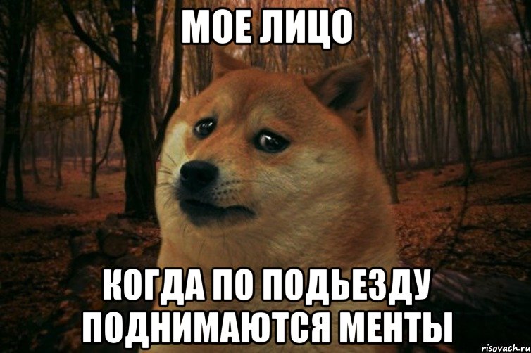 мое лицо когда по подьезду поднимаются менты, Мем SAD DOGE