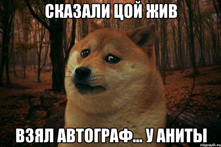 Сказали Цой жив Взял автограф... У Аниты, Мем SAD DOGE