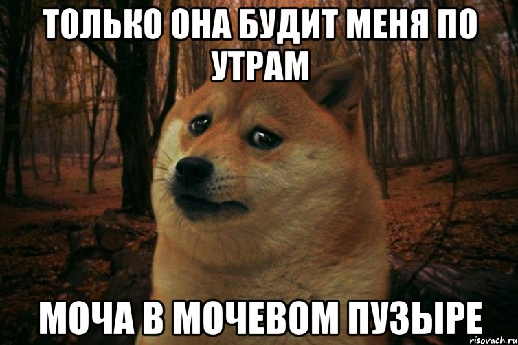 Только она будит меня по утрам моча в мочевом пузыре, Мем SAD DOGE