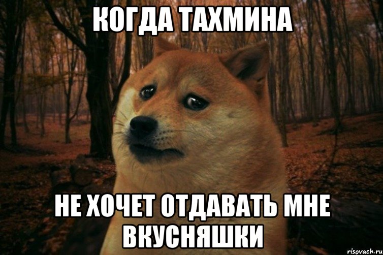 когда Тахмина не хочет отдавать мне вкусняшки, Мем SAD DOGE