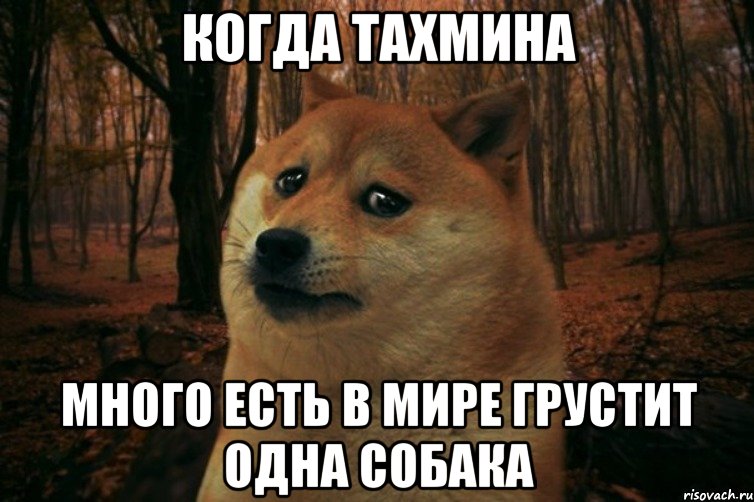 когда Тахмина много есть в мире грустит одна собака, Мем SAD DOGE