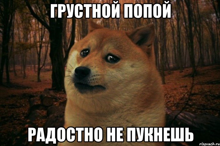 грустной попой радостно не пукнешь, Мем SAD DOGE