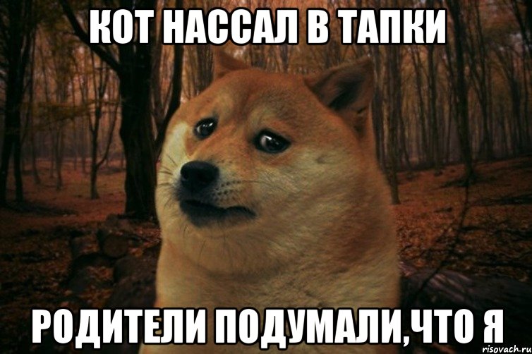 кот нассал в тапки родители подумали,что я, Мем SAD DOGE