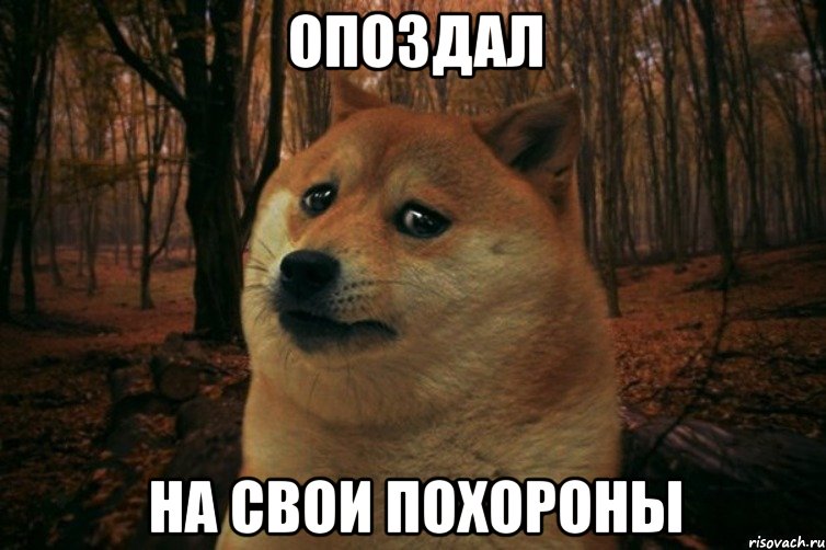 опоздал на свои похороны, Мем SAD DOGE