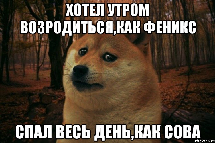 хотел утром возродиться,как феникс спал весь день,как сова, Мем SAD DOGE