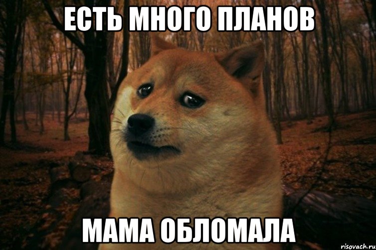 Есть много планов Мама обломала, Мем SAD DOGE