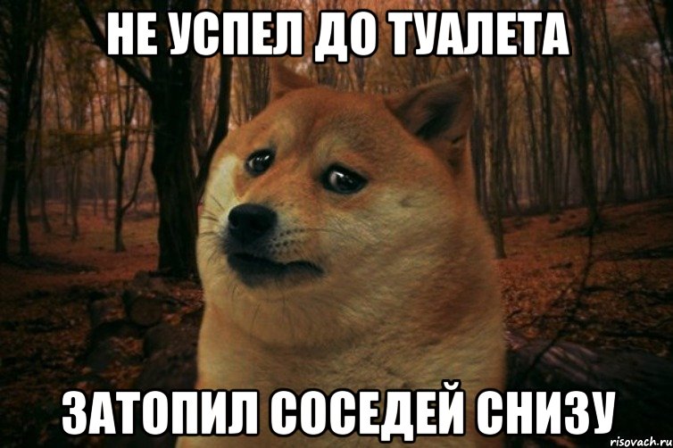 не успел до туалета затопил соседей снизу, Мем SAD DOGE