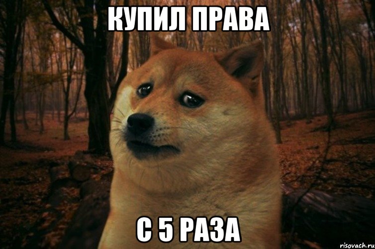 купил права с 5 раза, Мем SAD DOGE