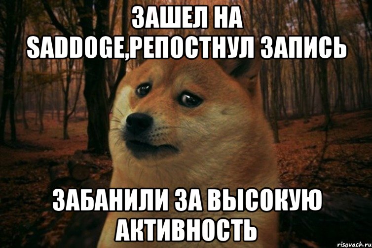 Зашел на saddoge,репостнул запись забанили за высокую активность, Мем SAD DOGE