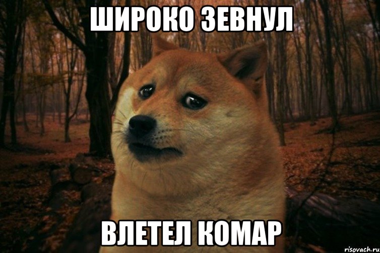 ШИРОКО ЗЕВНУЛ ВЛЕТЕЛ КОМАР, Мем SAD DOGE