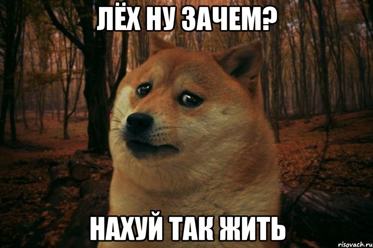 Лёх ну зачем? нахуй так жить, Мем SAD DOGE