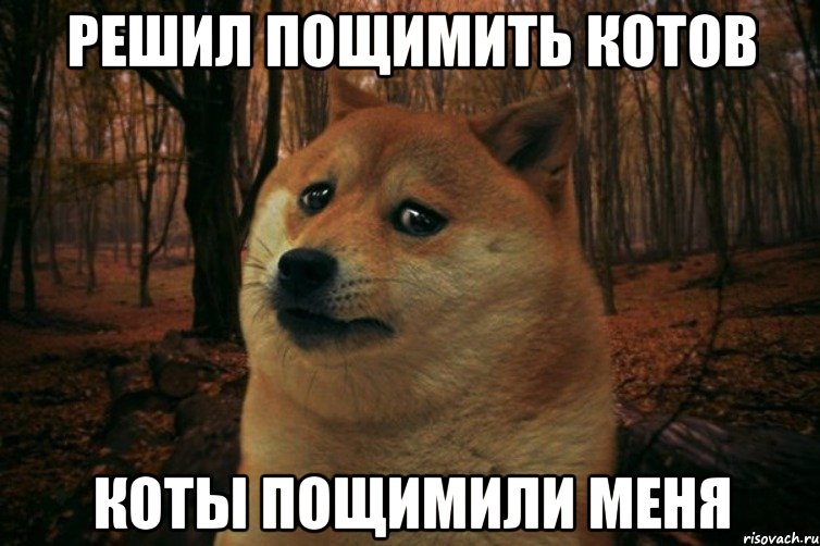 Решил пощимить котов Коты пощимили меня, Мем SAD DOGE