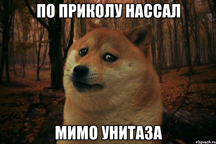 По приколу нассал Мимо унитаза, Мем SAD DOGE